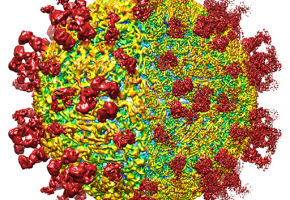 Human Viruses