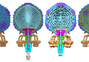 Phage and Biofilm Research