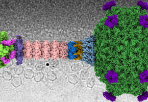 Other viruses
