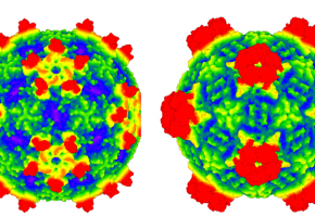Insect Viruses